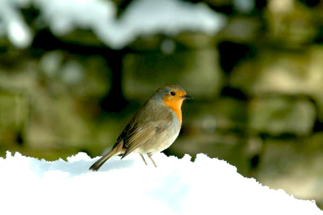 عکس زیبای پرندگان در زمستان