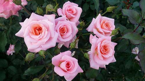 تصاویر گل های رز زیبا و دیدنی برای پروفایل