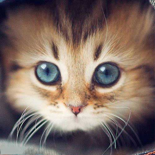 عکس زیبا از گربه سانان