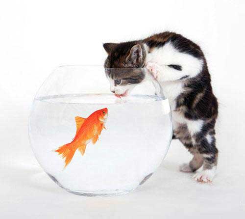 عکس پروفایل با نمک گربه + ماهی