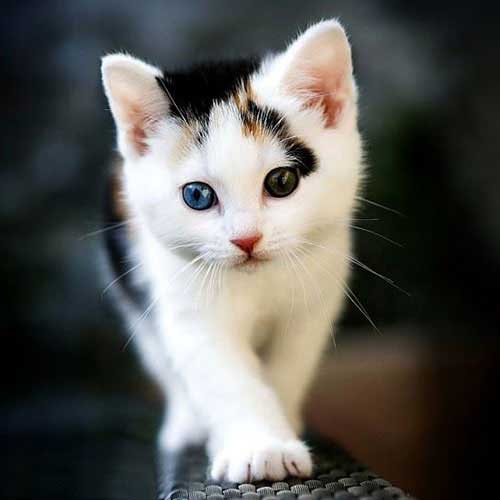 عکس پروفایل گربه زیبا
