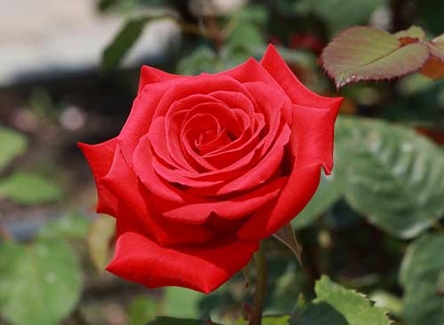 عکس پروفایل گل رز قرمز در طبیعت زیبا