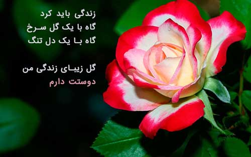عکس پروفایل گل زیبا و عاشقانه رز سرخ با متن رومانتیک