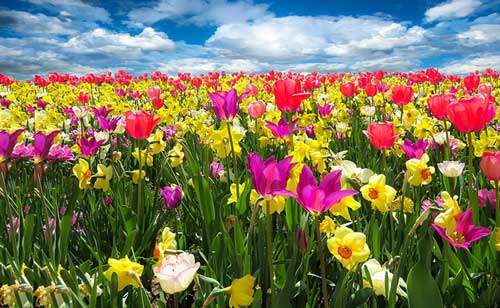 عکس پروفایل گل های بهاری رنگارنگ لاله و نرگس با منظره ای دیدنی از طبیعت